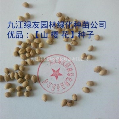 供应”广玉兰“当年生小苗、价格低廉、繁殖快、生活率高、