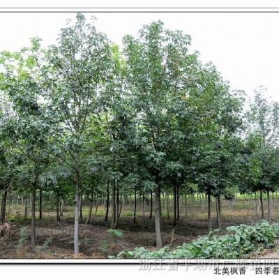 香樟树、榉树、朴树、无患子、黄山栾树、广玉兰等绿化工程用苗