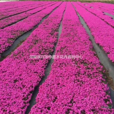潢川芝樱销售价格芝樱花种植基地照片