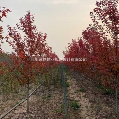 四川叙州区米径5-8公分红冠红枫急售