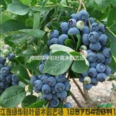 台湾牡丹樱-樱花新品种栽培技术与管理养护 台湾牡丹樱价格