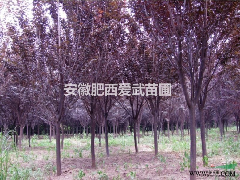 安徽合肥肥西供应各种规格红枫（三季红），精品销售，量大从优