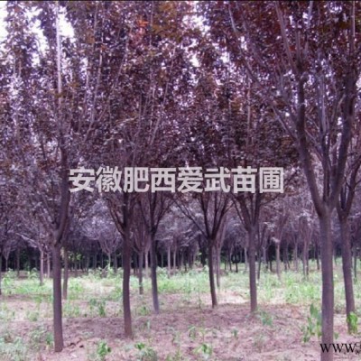 安徽合肥肥西供应各种规格红枫（三季红），精品销售，量大从优