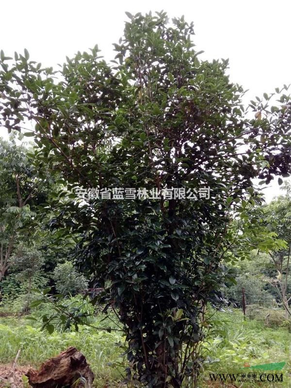 安庆太湖县出售精品香樟，精品桂花，精品优质广玉兰，精品马褂木