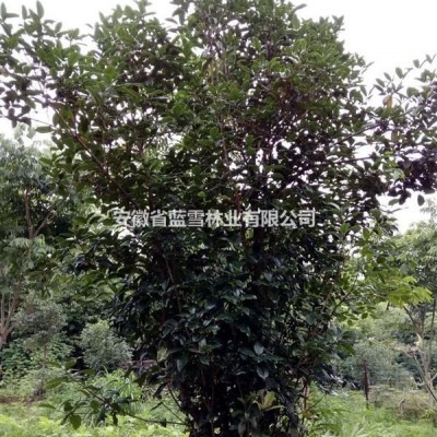 安庆太湖县出售精品香樟，精品桂花，精品优质广玉兰，精品马褂木