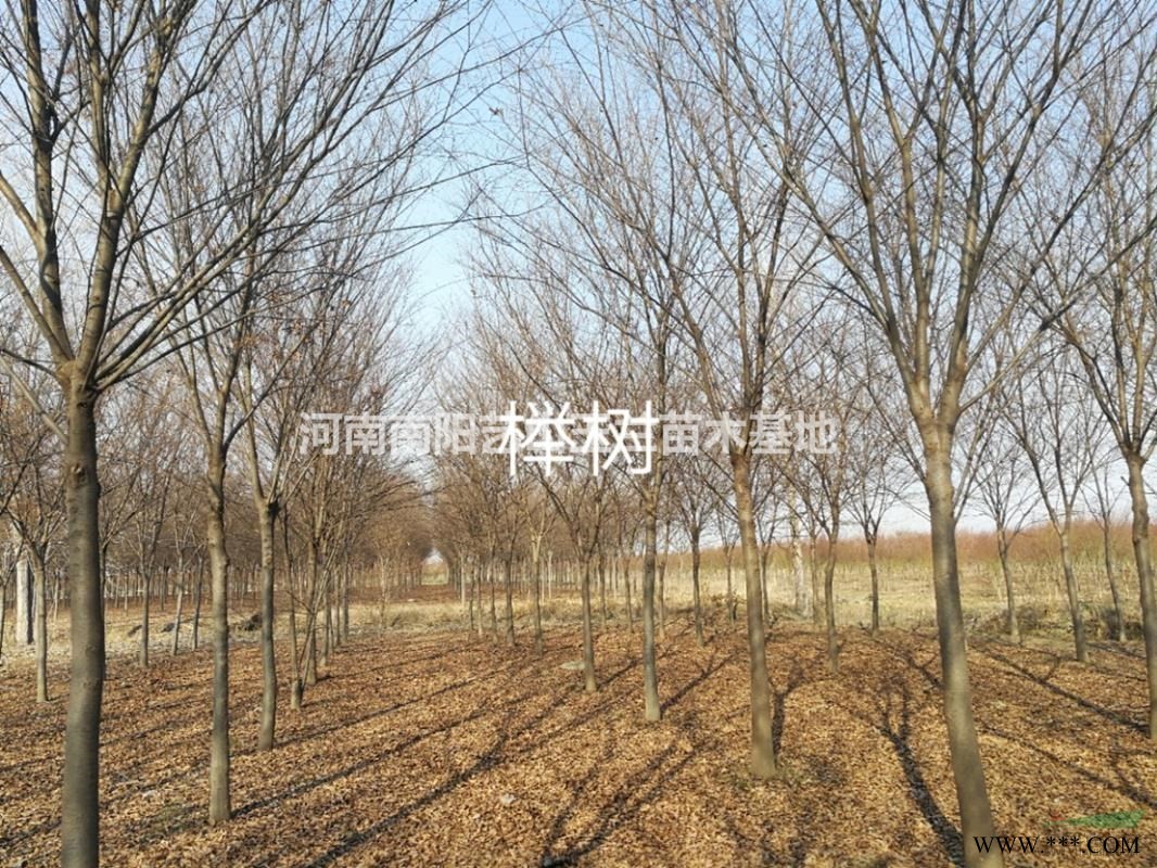 丛生美国红枫3000墩河南省绿尚园林有限公司出售