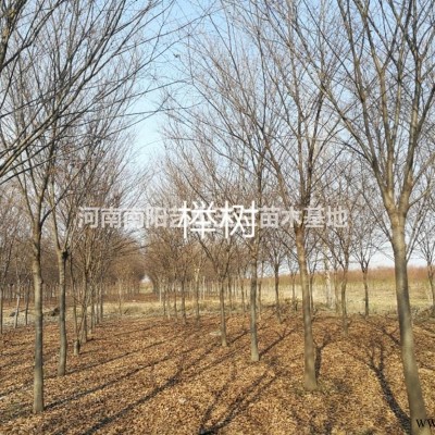 丛生美国红枫3000墩河南省绿尚园林有限公司出售