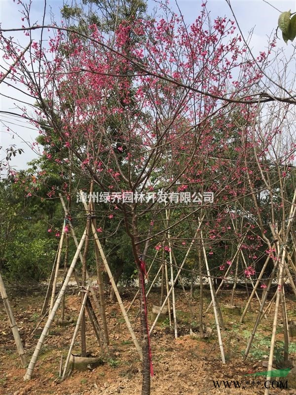 台湾阿里山樱花，漳州货源，规格胸径5至12公分