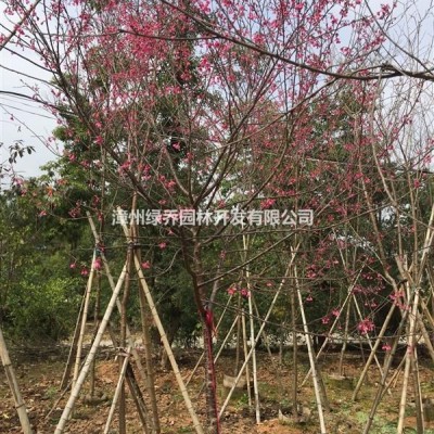 台湾阿里山樱花，漳州货源，规格胸径5至12公分