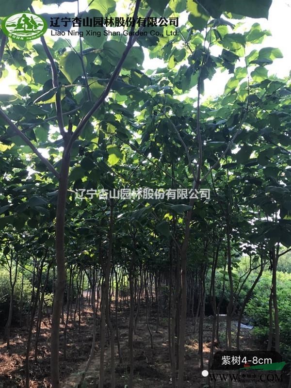 辽宁 锦州常年出售大量国槐、梓树、金叶榆、红枫等乔木和花灌木