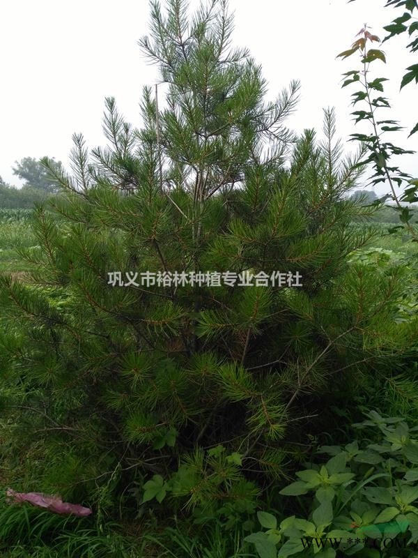 郑州裕林苗圃 供3米珍稀树种   白皮松