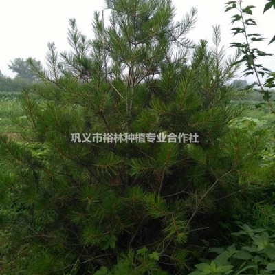 郑州裕林苗圃 供3米珍稀树种   白皮松