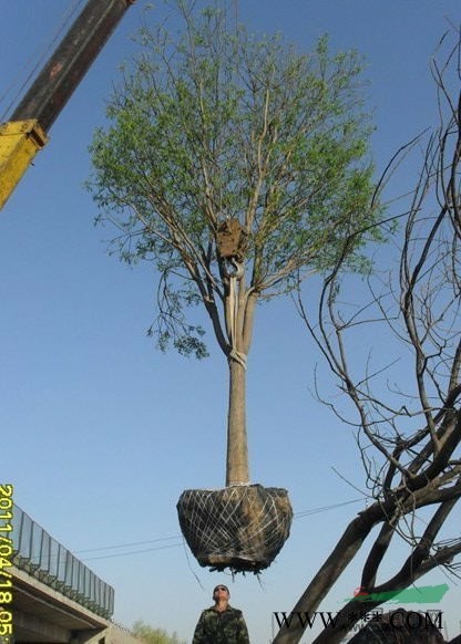 河北沧州长期大量供应国槐  白蜡  枣树  椿树