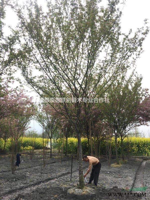 四川成都红枫基地1-8公分树形好一手货源红枫价格