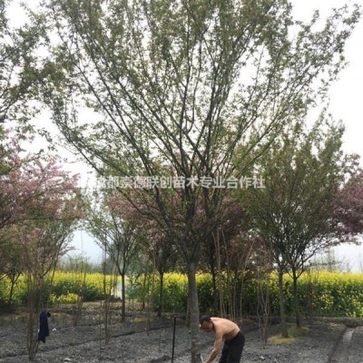 四川成都红枫基地1-8公分树形好一手货源红枫价格