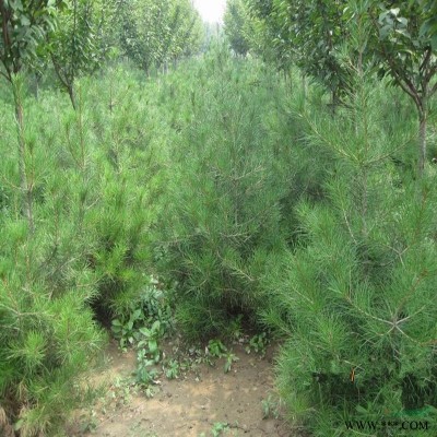 专业苗木基地5米以上白皮松批发基地 白皮松树品质优良
