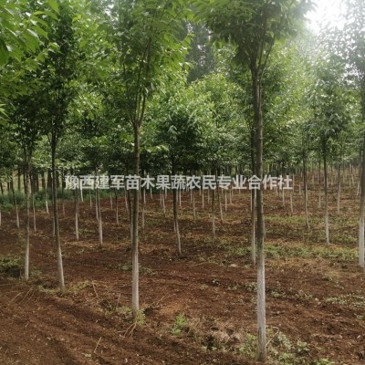河南省地区供应白皮松1-1.5米高白皮松