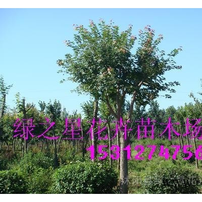 大量批发香樟,栾树,白蜡,紫薇,紫叶李,种子种苗