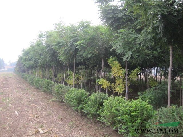 大量批发红瑞木，国槐、白蜡、桧柏 等造景苗木。