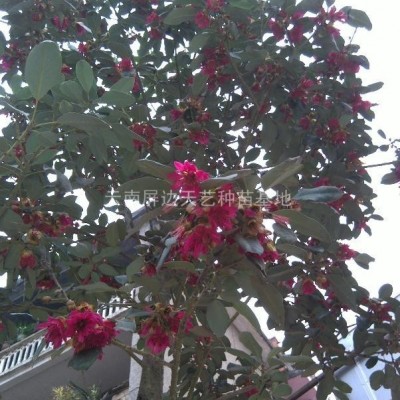 香油果大量供应 香果树种子批发 红果树种子出售 红枫子种子