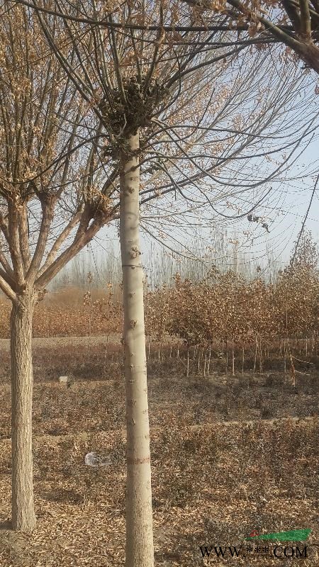 新疆和田供应25公分以上小叶白蜡50棵