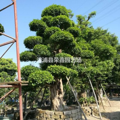 福建漳州胸径20-150公分造型榕树桩景