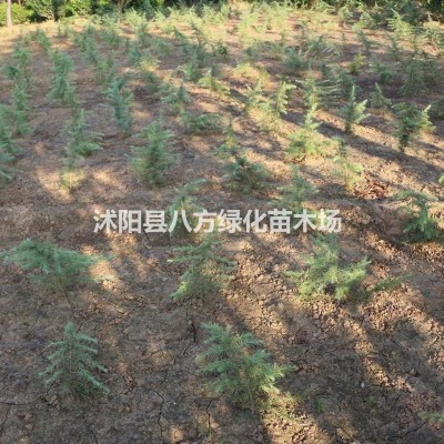 白腊、产地供应1-20公分白蜡，绒毛白腊，白蜡树