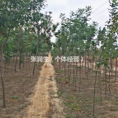 河北沧州原生白蜡3-16公分供应