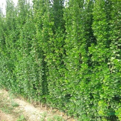 造型金叶榆高2-3米丛生白蜡4-8条 北京大苗圃基地