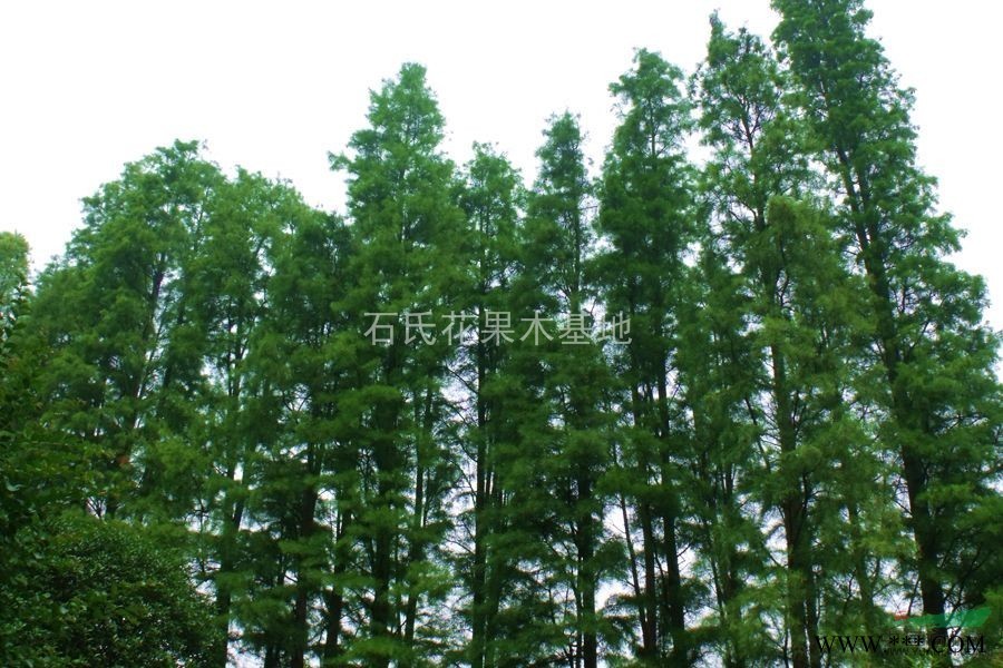 湖南长沙石氏苗圃长期大量供应1—25公分水杉，池杉，落羽杉
