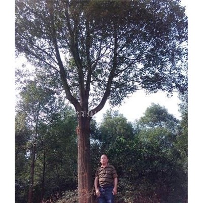 8-15cm水杉