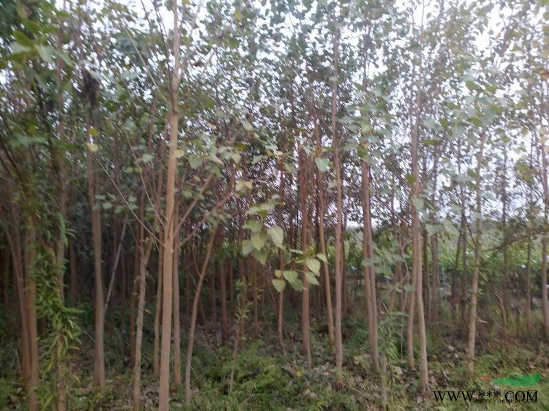 广东地区6-8公分垂叶榕树地苗