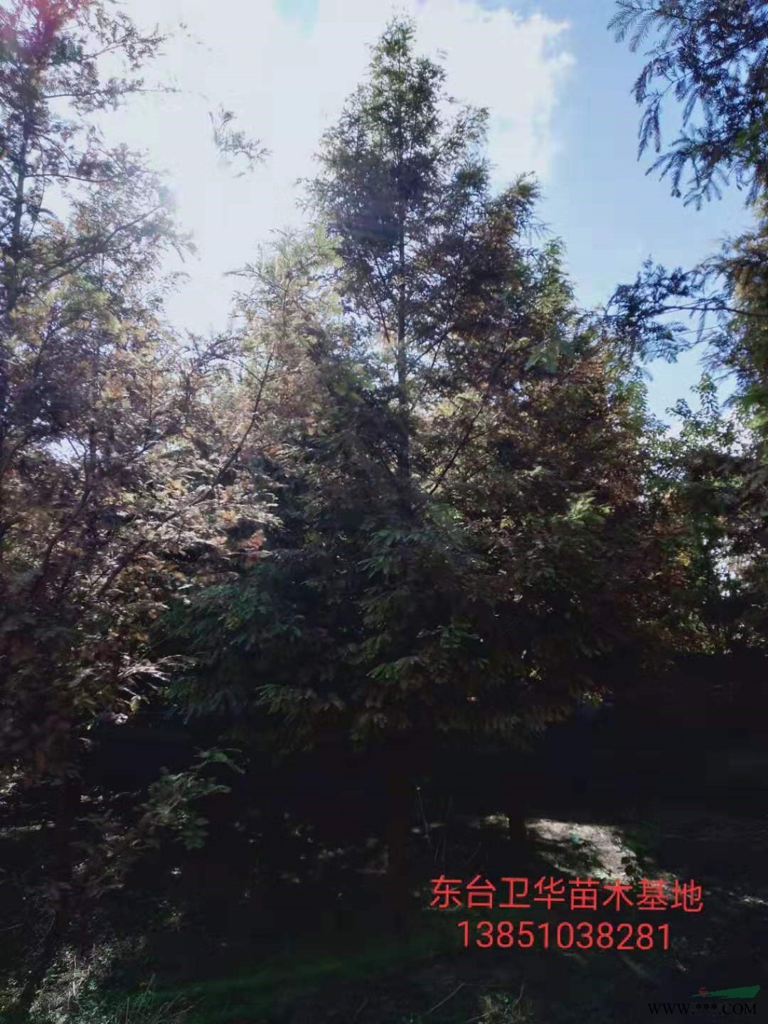 中山杉水杉