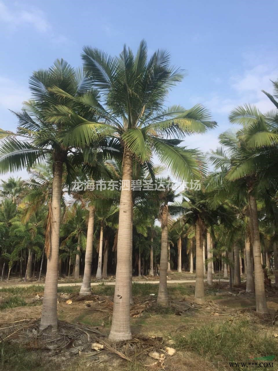 福建漳州榕树造型桩景基地各种规格大量批发供应 自家货源