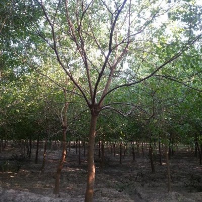 水杉：浙江长兴槐坎绿园苗木场供应10-18公分精品水杉树形好