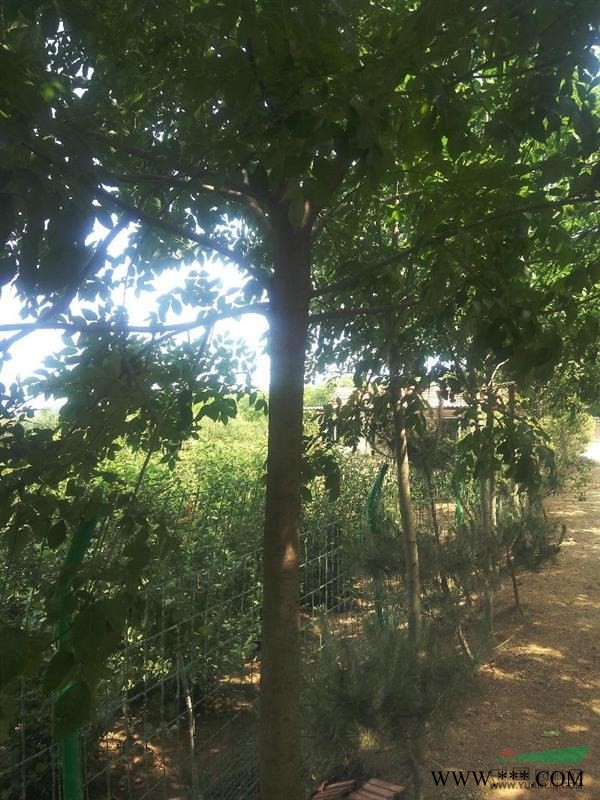 江苏新沂地区供用白蜡树（5-9公分）