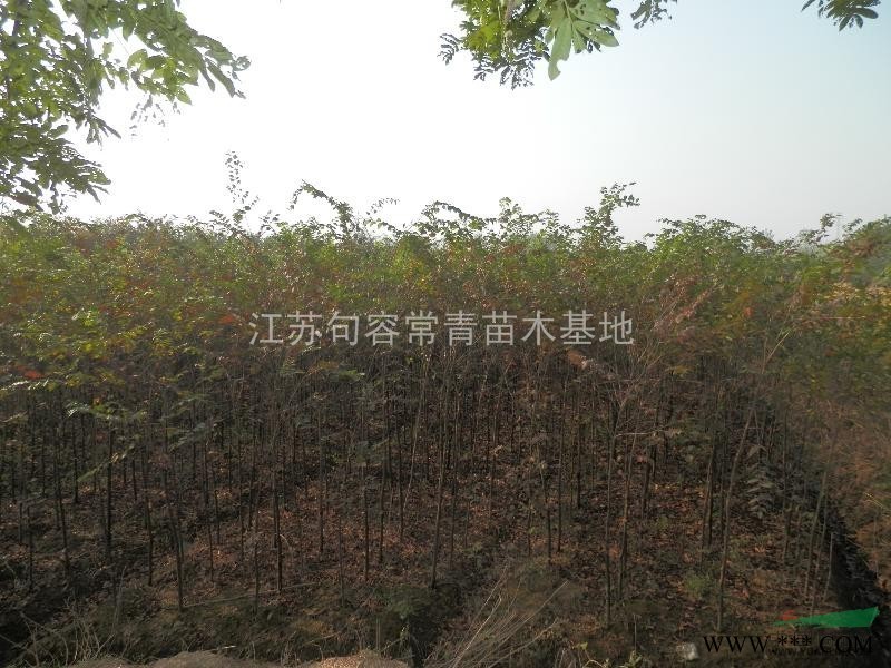 江苏句容常青苗圃低价供应优质2之8公分水杉