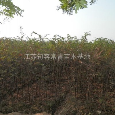 江苏句容常青苗圃低价供应优质2之8公分水杉