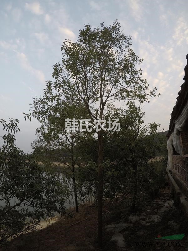 广东省佛山市地区供应40-90公分榕树