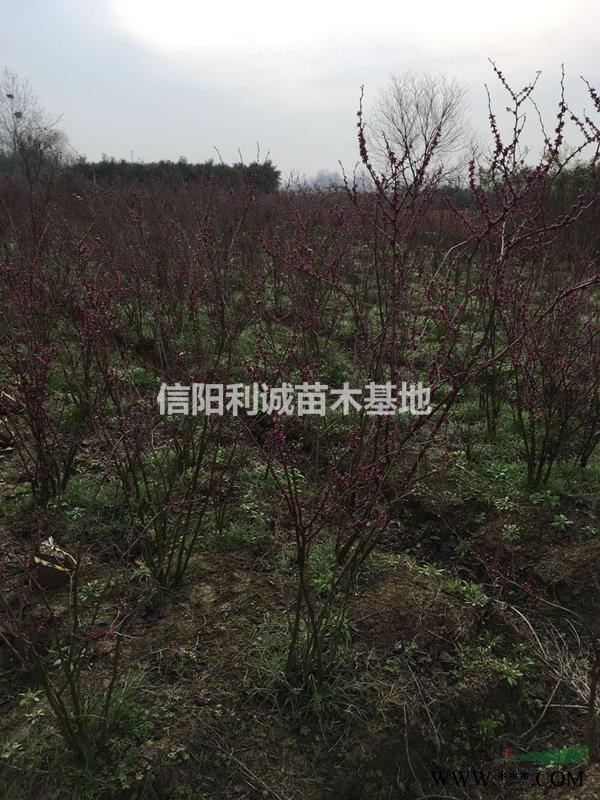 河南地区大量红叶石楠，自家种植，价优