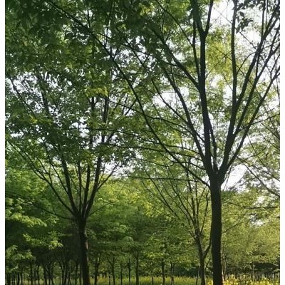 红叶石楠河南省绿尚园林有限公司出售