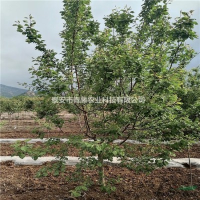 泰安白蜡树，白蜡树工程苗，15公分白蜡树优惠