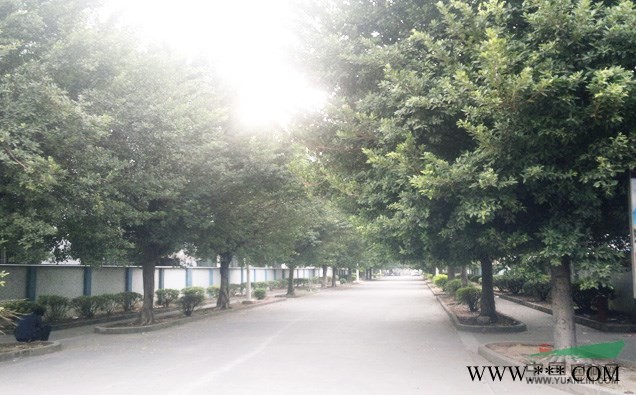 因道路改建，超低价出售大棵榕树胸径30-60树型优美。