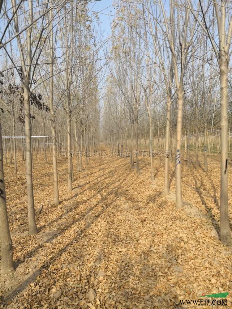 菏泽洪朋苗木供应大量7到10公分速生白蜡