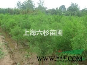 上海直销2-10公分水杉，量大从优
