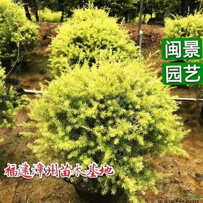 双组榕树盆景高50-60厘米福建漳州苗木基地