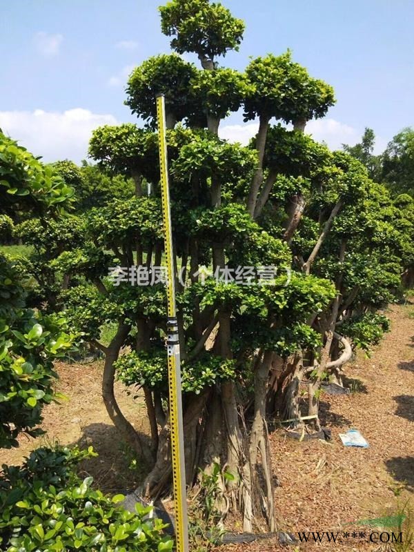 福建地区供应高质量造型榕树