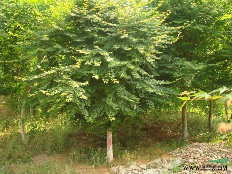 销售基地苗木：栾树、白腊、合欢、水杉、紫叶李