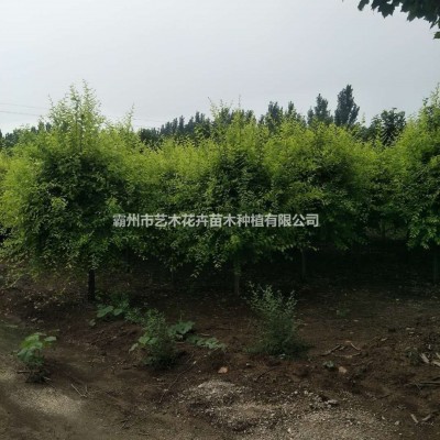 河北廊坊霸州艺木苗圃长期大量供应6-10公分白蜡树