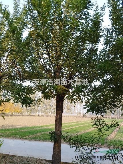 天津武清出售国槐白蜡海棠等绿化苗木。
